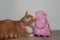 Pig and cat, cat toy, red cat playing with pink pig