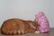 Pig and cat, cat toy, red cat playing with pink pig