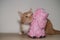 Pig and cat, cat toy, red cat playing with pink pig