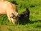 Pig and chicken in the farm, Chilean countryside. Nature photography