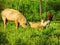 Pig and chicken in the farm, Chilean countryside. Nature photography