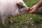 Pig eats apple