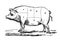 Pig engraved illustration
