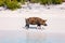 Pig on Exuma island