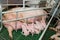 Pig factory farming is a subset of pig farming and of Industrial animal agriculture