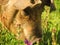 Pig in the farm, Chilean countryside. Nature photography