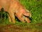 Pig in the farm, Chilean countryside. Nature photography