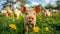 pig farm, An image of pigs in a meadow, Agriculture animal, an organic meat farm
