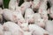 Pig farm. Little piglets. Pig farming is the raising and breeding of domestic pigs.