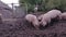 Pig farm. Pig is digging in the mud. .Pigs  outdoors in dirty farm field. Concept growing organic food 