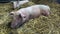 Pig farm. Piglets lie up on fresh straw inside the barn