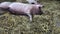 Pig farm. Piglets lie up on fresh straw inside the barn