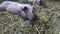 Pig farm. Piglets lie up on fresh straw inside the barn 