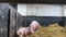 Pig farm. Piglets lie up on fresh straw inside the barn