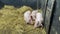 Pig farm. Piglets sleep on fresh hay