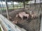 Pig Farm. Rural pig farms, naturally raised.