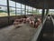 Pig Farm. Rural pig farms, naturally raised.