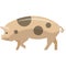 Pig flat vector icon. Fresh pork farm livestock, butchery shop or store logo