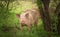 Pig in forest with a dirty mouth - Foraging domestic pig organic