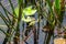 Pig Frog Rana grylio floating in lake - Long Key Natural Area, Davie, Florida, USA