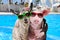 Pig and goat in sunglasses hugging