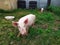 A pig on the green grass near the bowls. Pigs on the farm. Happy pigs on the farm. Agriculture. Animal husbandry. Breeding pigs.