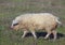 The pig of Hungarian breed Mangalitsa