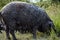 A pig of the Hungarian mangalitsa breed is looking for food in the field