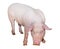 Pig isolated on white background full length. Very funny and cute pink pig standing and looking directly into camera.