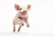 a pig jumping isolate white background