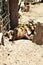 Pig laying in the dessert in the State of Arizona, United States