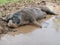 Pig Laying Down in Mud