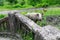 Pig looking for food in an abandoned district of Chiatura