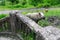 Pig looking for food in an abandoned district of Chiatura