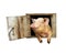 Pig looks out from window of shed isolated