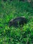 A pig lounging in the green grass. Looked like a really fat pig.