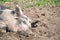 Pig in muddy dirt
