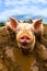 pig in a muddy puddle on a farm with blue sky