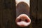 Pig nose in wooden fence. Young curious pig smells photo camera. Funny village scene with pig.