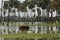 Pig in Palms landscape in La Estrella Marsh, Formosa