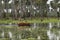 Pig in Palms landscape in La Estrella Marsh, Formosa