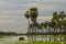 Pig in Palms landscape in La Estrella Marsh, Formosa