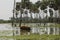 Pig in Palms landscape in La Estrella Marsh, Formosa