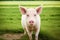 The pig at the pig farm. The Joyful Oinkers. Adventures on the Pig Farm. Generative AI