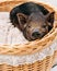 Pig piglet little black basket white background wicker cute Vietnamese breed new year happy