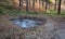 Pig pool in a spruce forest. used to capture rainwater in a forest gorge. A place of amphibian reproduction. Frogs and newts need