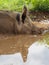 Pig Profile Portrait In Mud Pond With Reflection