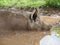 Pig Profile Portrait In Mud Pond With Reflection