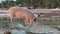 Pig rooting in sand on beach at low tide amongst seaweed farms