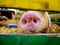 Pig\'s Nose